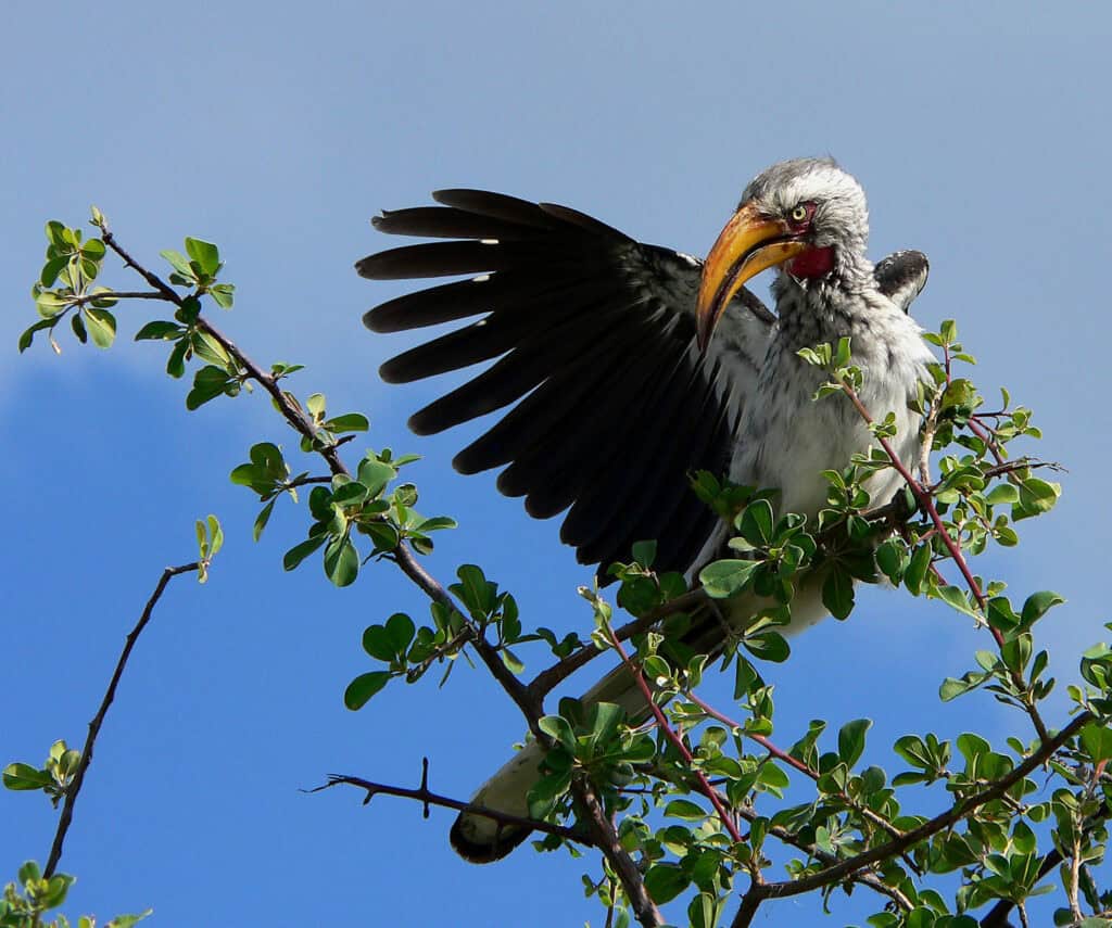 Close up of bird in Damaraland, Namibia | Photo credit: Huab Lodge